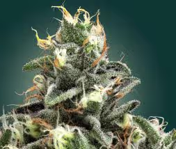 Unbound - Flower product strain picture