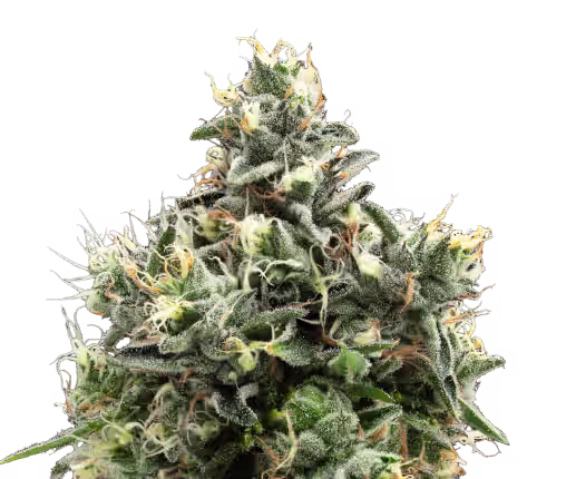 Unbound - Angry apples flower strain