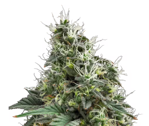 Unbound - Dark rainbow flower strain