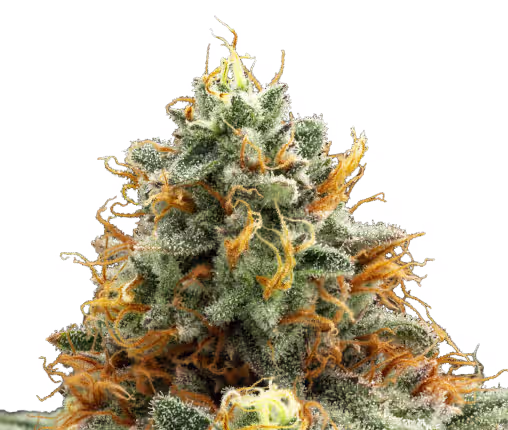 Unbound - Hawaiin fanta flower strain