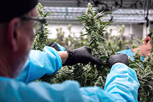 Unbound - Flower and strain checking process