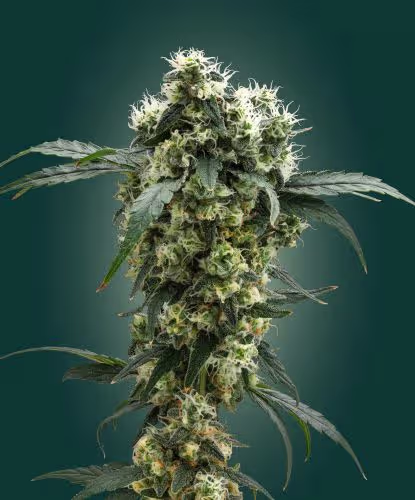 Unbound - Make Today Boundless, Flower stain