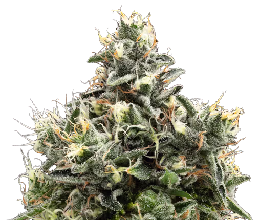 Unbound - Watermelon flower strain