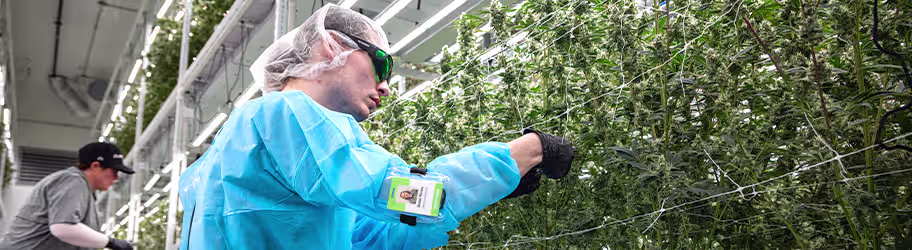 Unbound - Taken premium and best quality flower from plant